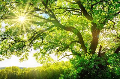 Ein Baum der sich in den Himmel reckt