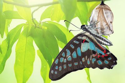 Ein schlüpfender Schmetterling